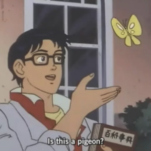 is this a pigeon meme 
