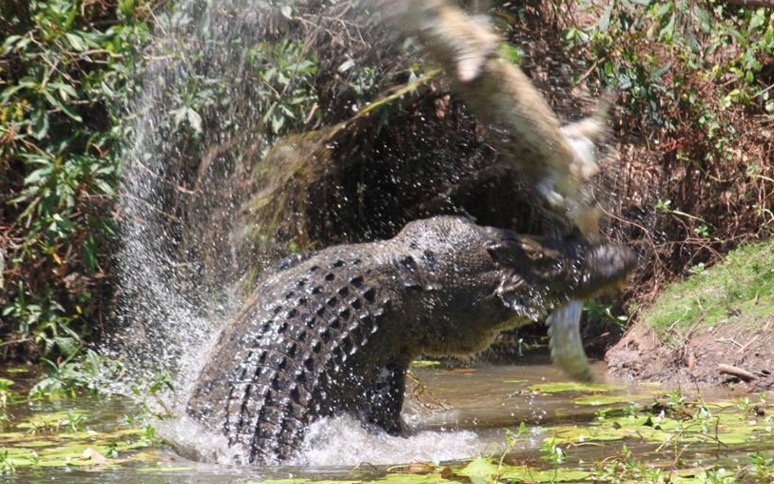 Crocodile Attack Queensland