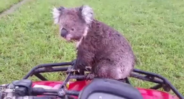 koala quad bike