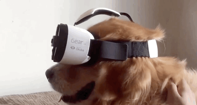 Dog VR Virtual Reality