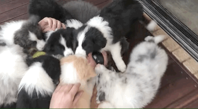 Covered In Puppies