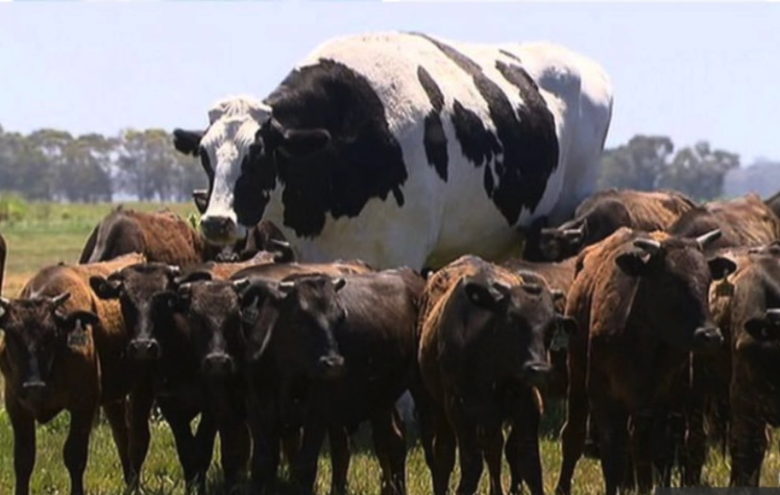 giant cow knickers