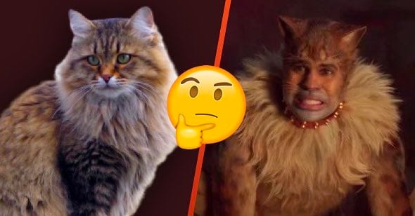 cats movie musical ranked